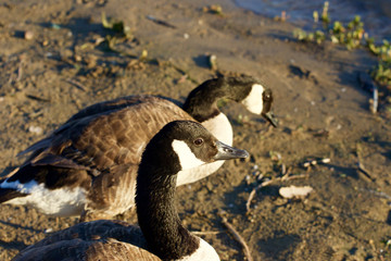 Two geese on the beach