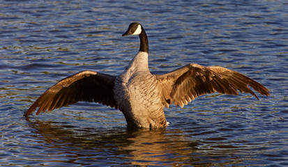 Fototapeta premium Very beautiful Canada goose spreads his wings