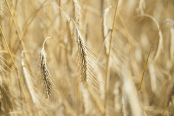 wheat