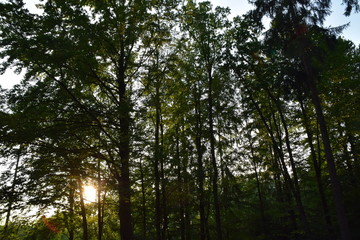 Wald am Abend