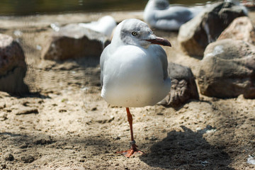 Möwe auf einem Bein