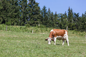 vache