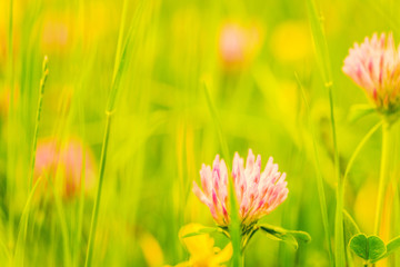 mountain meadow full of flowers