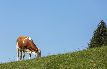 vache