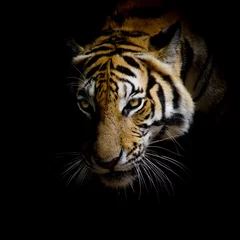 Papier Peint photo Lavable Tigre Close up face tiger isolé sur fond noir