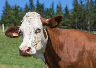vache