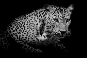 black & white Leopard portrait isolate on black background