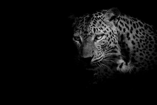 Fototapeta black & white Leopard portrait isolate on black background