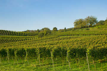 Fototapeta na wymiar vineyard southern germany, mountain road, heppenheim, bensheim