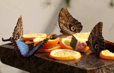 Motyle egzotyczne - śniadanie