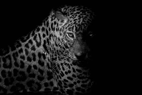 Fototapeta black & white Leopard portrait isolate on black background