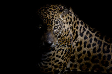 Leopard portrait isolate on black background