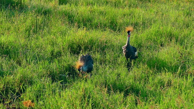 Africa. Kenya. Safari. Two Grey crowned cranes (Balearica pavonina) looking for food in savanna. Target camera.
