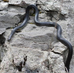 Eastern Black Kingsnake