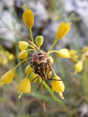 Cimice (Carpocoris pudicus) su fiore