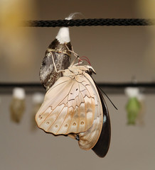 Motyl - narodziny