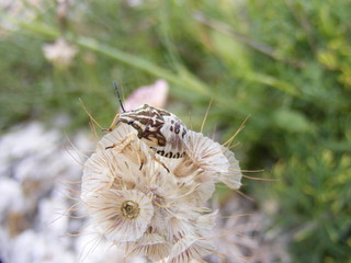 Cimice (Carpocoris pudicus) su fiore