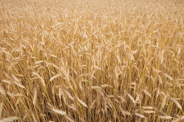 wheat field 3