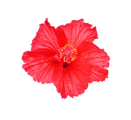 hibiscus pink on white background