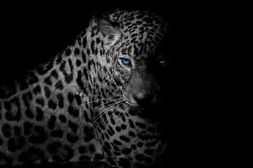 black & white Leopard portrait isolate on black background