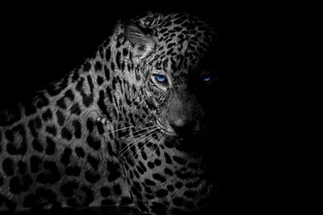 Fotobehang Panter zwart-wit luipaardportret isoleren op zwarte achtergrond