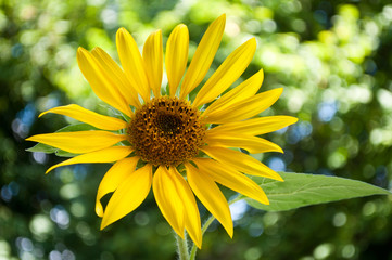 tournesol