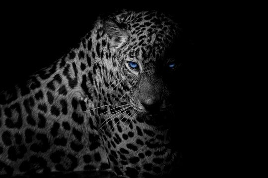 Fototapeta black & white Leopard portrait isolate on black background