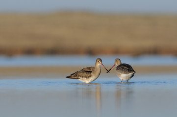 Conflict of Black-tailed Godwits