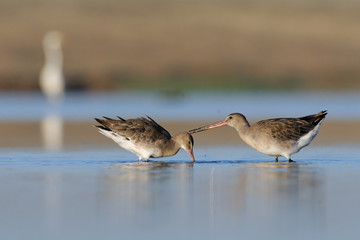 Conflict of Black-tailed Godwits