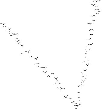 Bird Formation In V