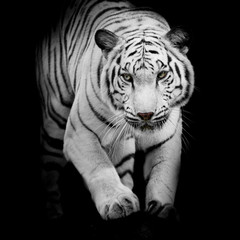 Tigre blanc sautant isolé sur fond noir