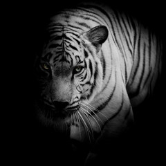Witte tijger geïsoleerd op zwarte achtergrond