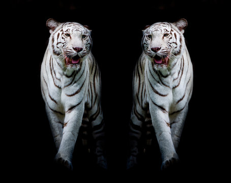 Twin white tigers are walking isolated on black background