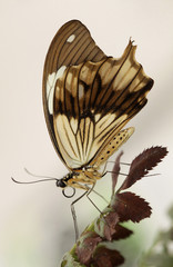 Motyl egzotyczny