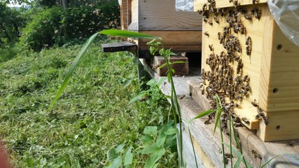 Bienen