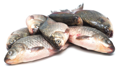 fresh fish