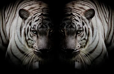 Fototapete Panther Schwarz-Weiß-Zwillingsschöne Tiger von Angesicht zu Angesicht isoliert auf bla