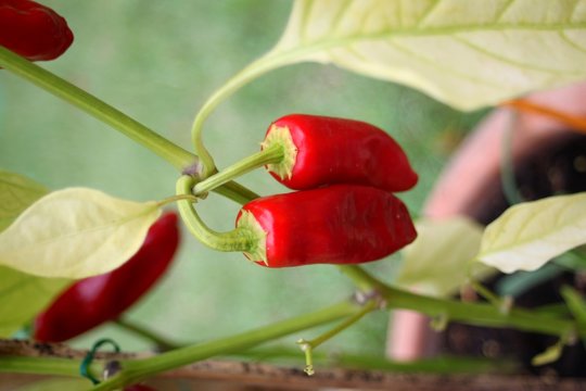 Image Piment Rouge