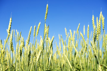 Fototapeta premium wheat field