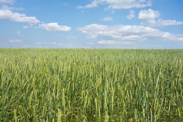wheat field