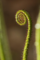 Naklejka premium Detalle de planta insectívora en el P.N. Los Alcornocales.