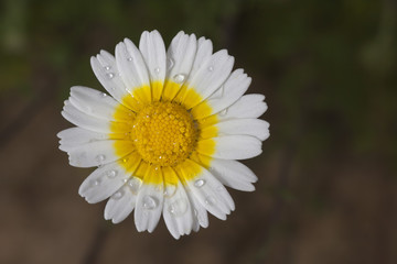 Fototapeta premium Andalucía daisy endemic