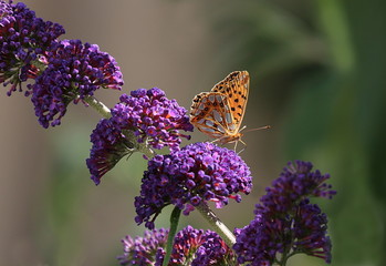 Perlmuttfalter, Schmetterling, Brenthis daphne 