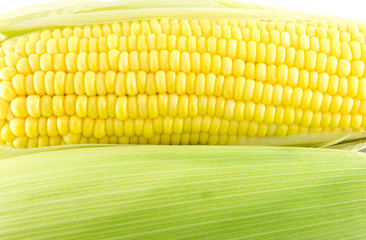 Fresh corn on white background. isolated