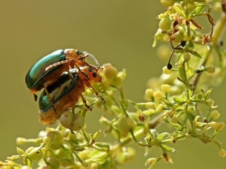 Paarung des Halleschen Blattkäfers (Sermylassa halensis) auf Labkraut 
