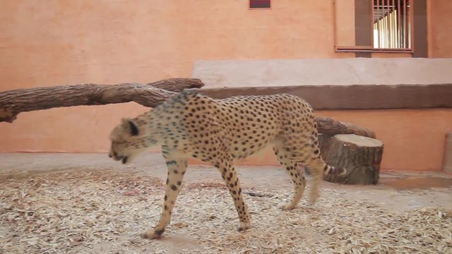 Cheetah in the zoo. Gepard walking behind the glass in the aviary.