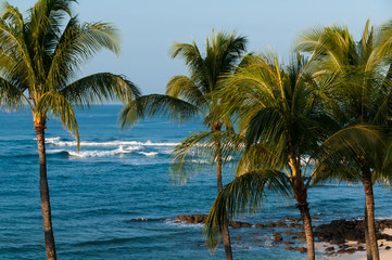 Fototapeta na wymiar Palm trees on an exotic beach.