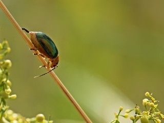 Hallescher Blattkäfer (Sermylassa halensis) 