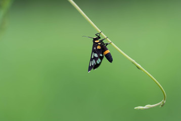 Insects are yellow with black wings on a leaf.