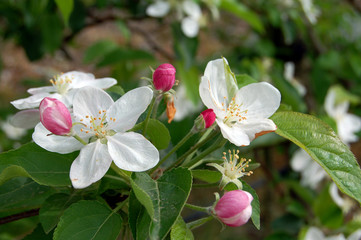 Apfelblüten